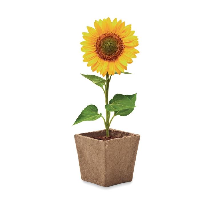 Kit pentru cultivarea florii-soarelui SUNFLOWER KIT Bej