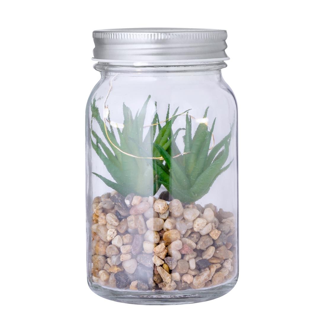 Plantă decorativă Kyala