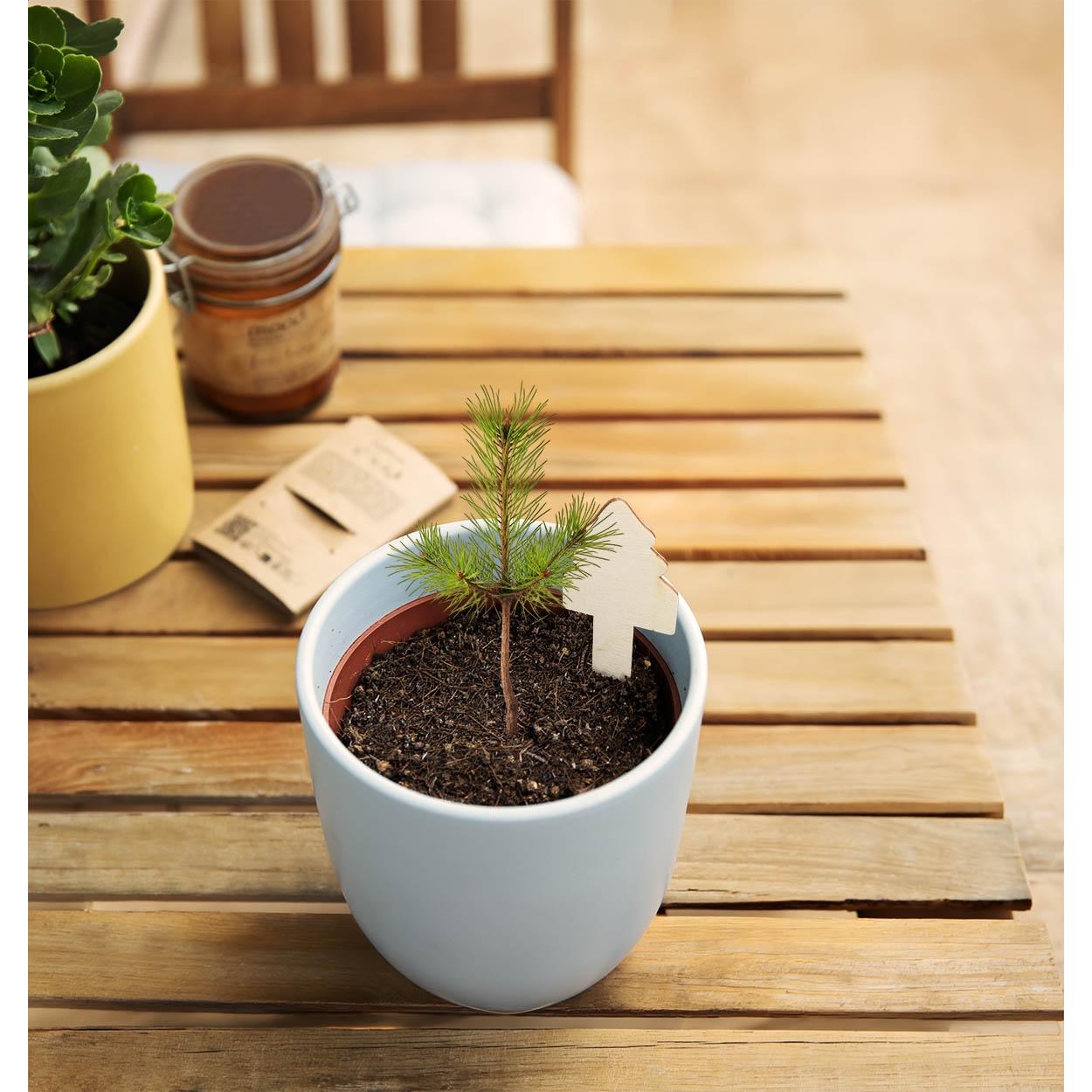 Set pentru cultivarea bradului de Crăciun MerryStick natural
